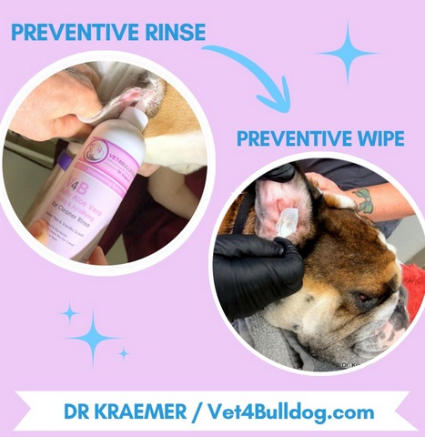 How to clean a bulldog ears