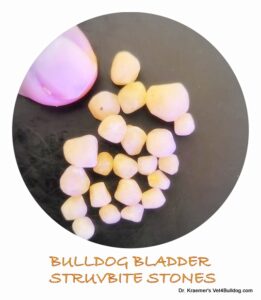 bulldog struvite stones