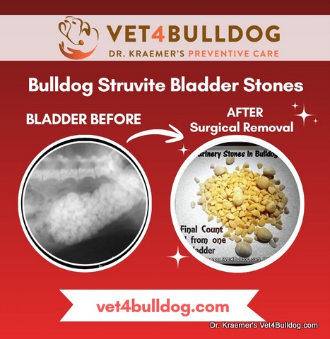 Bulldog urinary struvite stones before and after
