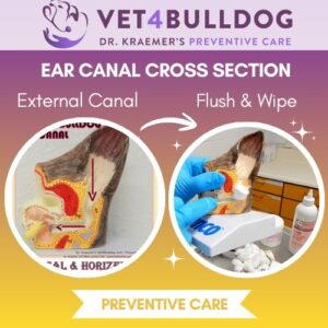 bulldog ear clean step by step