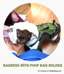 Bulldog Harness for BOAS and Reverse Sneezing