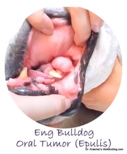 Eng bulldog Oral Tumor Epulis