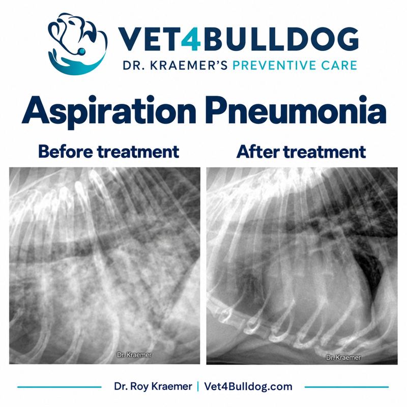 Dr. Kraemer’s Bulldog aspiration pneumonia radiographs before and after treatment