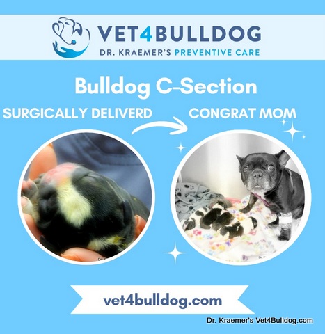 Fr. Bulldog C-Section Risk and Rewards