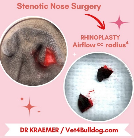 French bulldog nose repair