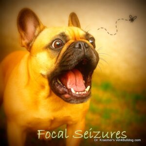 french bulldog focal seizure air biting