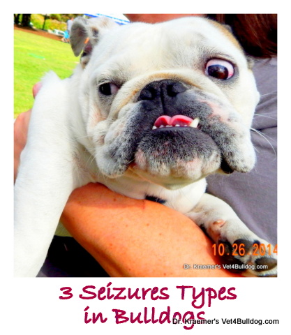 3 seizure types in bulldogs