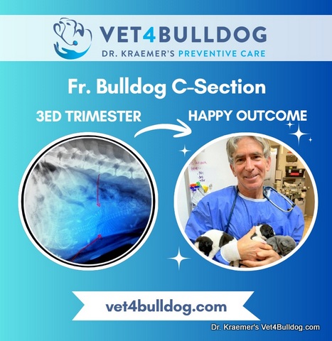 French Bulldog C Section Before and After