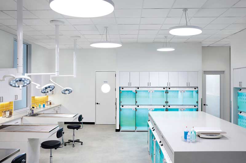 A veterinary hospital where Bulldogs are treated