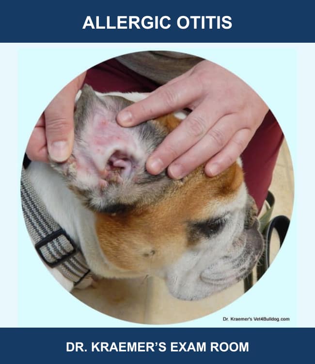 English Bulldog with allergic otitis in Dr. Kraemer’s exam room