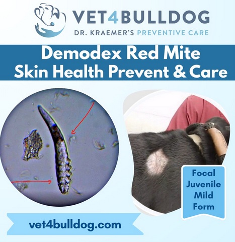 Demodex mites in bulldogs