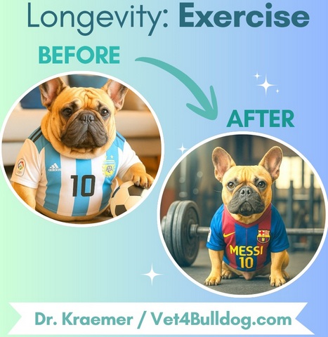French bulldog longevity and weight control