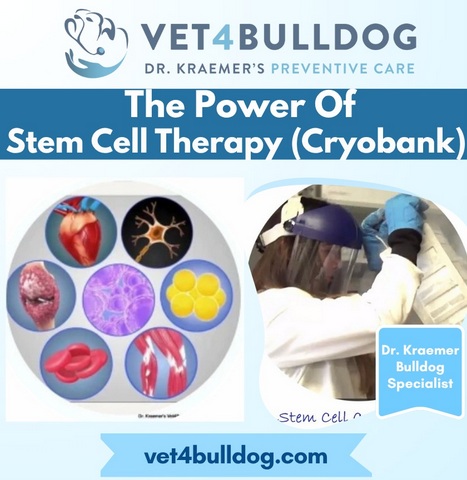 pet longevity and stem cell therapy