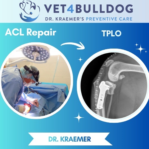 TPLO surgery in Bulldogs and French Bulldogs