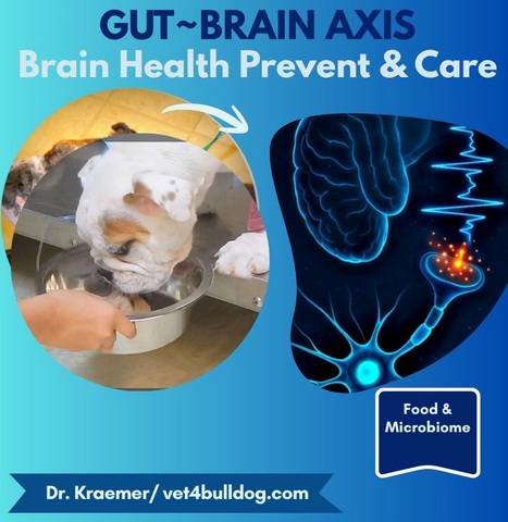gut bacteria and brain health