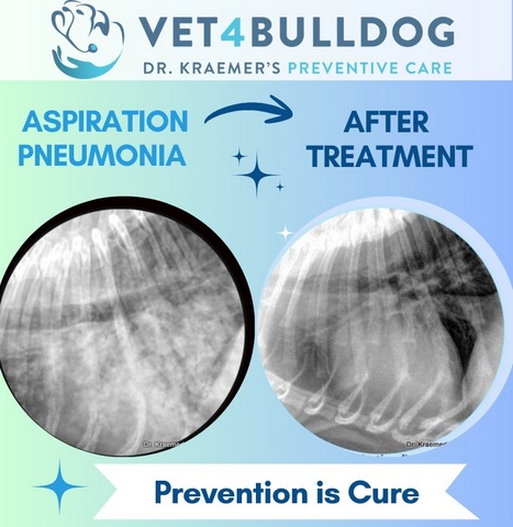 treating bulldog and French bulldog Pneumonia 