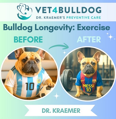 Messi French bulldog longevity by exercise