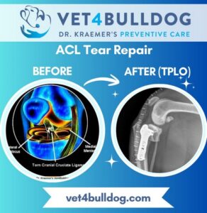 bulldog ACL Tear and TPLO