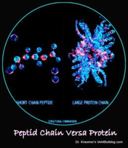 Protein Chain Versa Peptide Chain