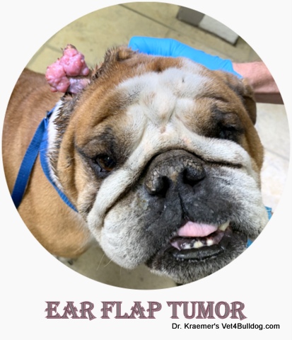 Bulldog ear Tumor