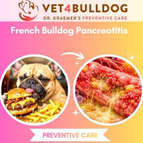 French Bulldog bad fats pancreatitis
