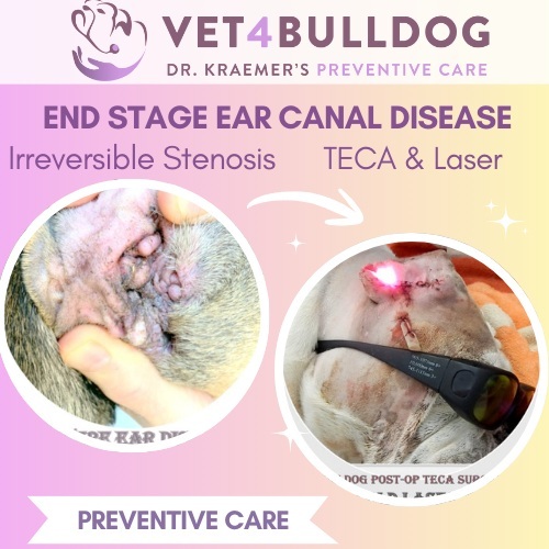 bulldog stenotic ear leading to hearing loss