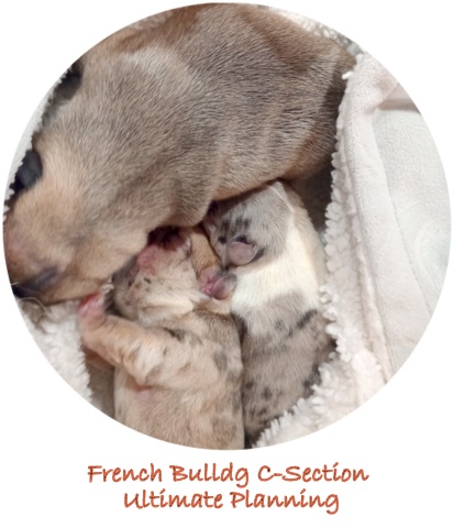 French Bulldog C-Section Ultimate Planning