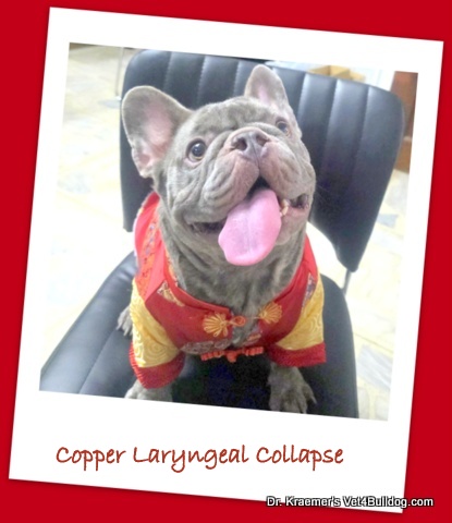 Copper Laryngeal Collapse