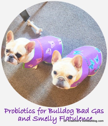 French Bulldog farts and gas