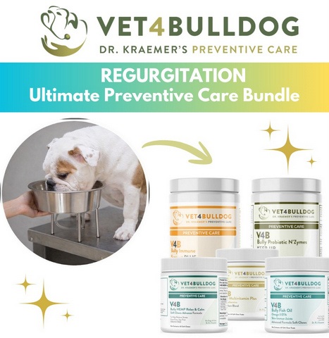 bulldog elongated palate regurgitation