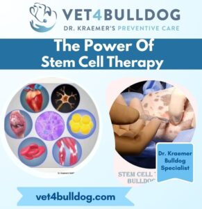 stem cell injection to the knee in pets