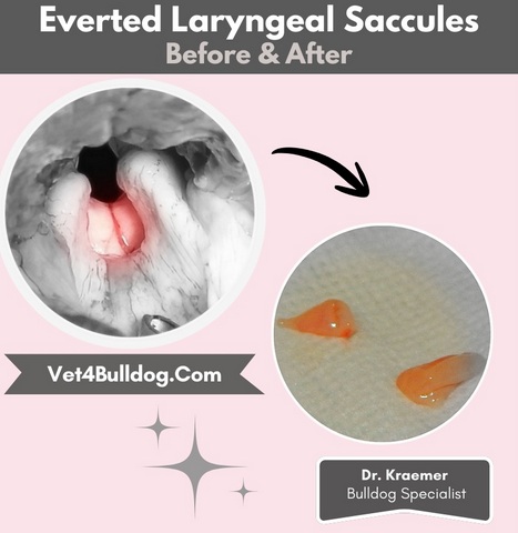 Fr. Bulldog Everted Laryngeal saccules