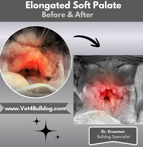 Fr bulldog elongated soft palate before and after