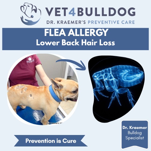 French bulldog flea allergy