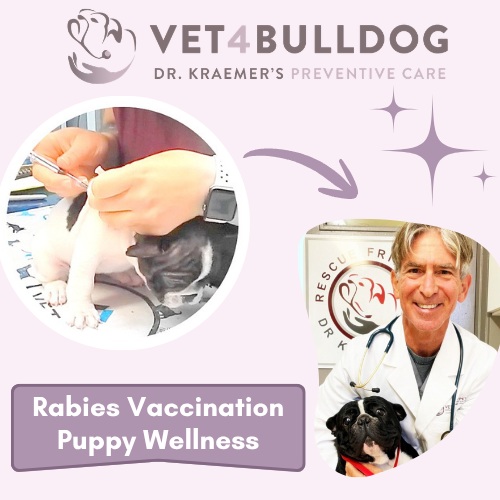 French bulldog rabies vaccine