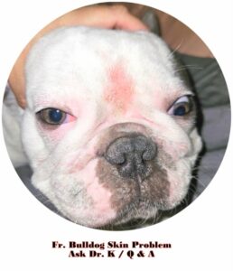 French Bulldog Skin Problem Question