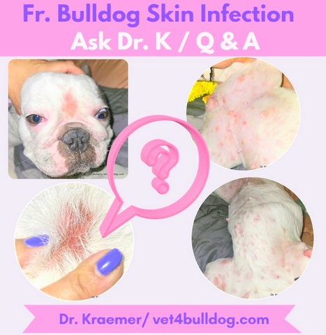 French bulldog skin infection ask Dr. K Question