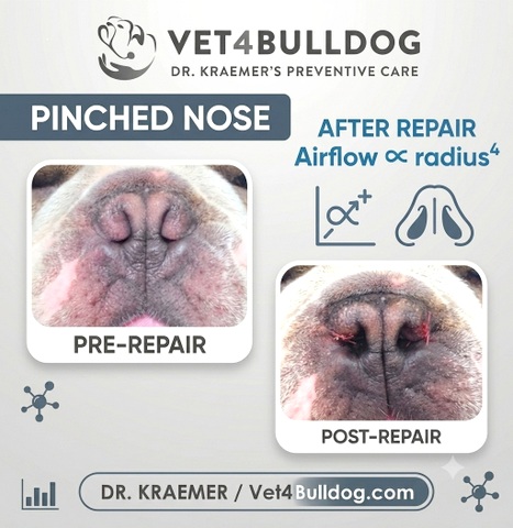 French bulldog pinched nose before and after