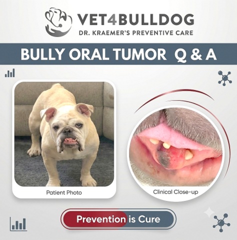 bulldog oral cancerous tumor