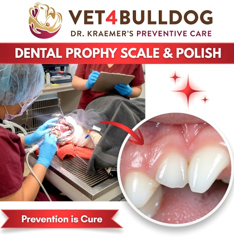Dental Prophy Scale and Polish for Bulldogs