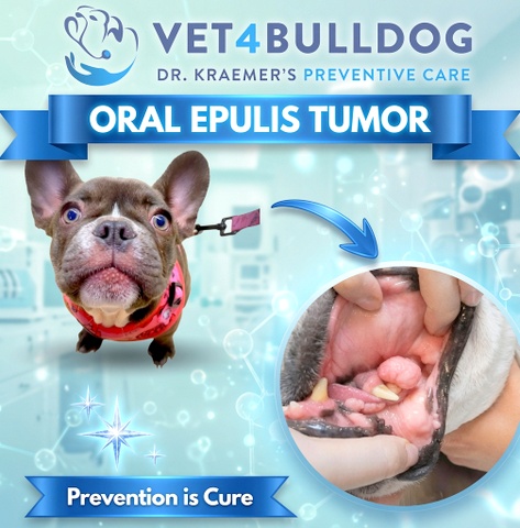 Epulis tumor in French bulldog