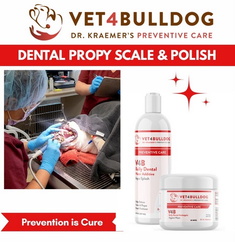 bulldog dental prophy scale & polish