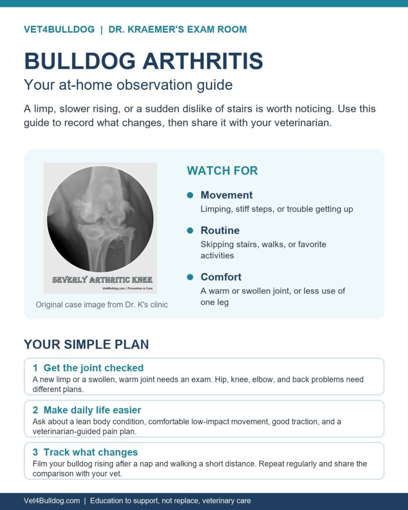 Bulldog arthritis at-home observation guide with an original clinic knee image and steps for recognizing pain, seeking an exam, and tracking mobility