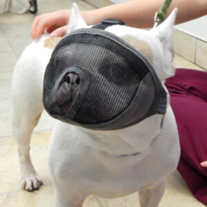 French bulldog face mask