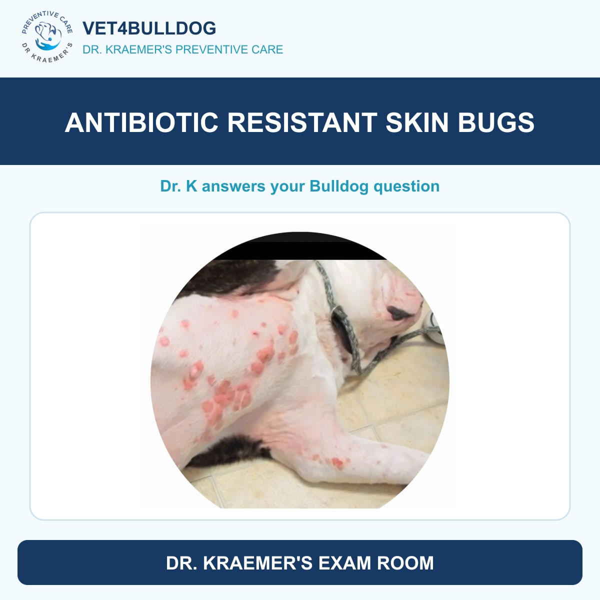 Original Bulldog skin infection photo accompanying an antibiotic resistance question