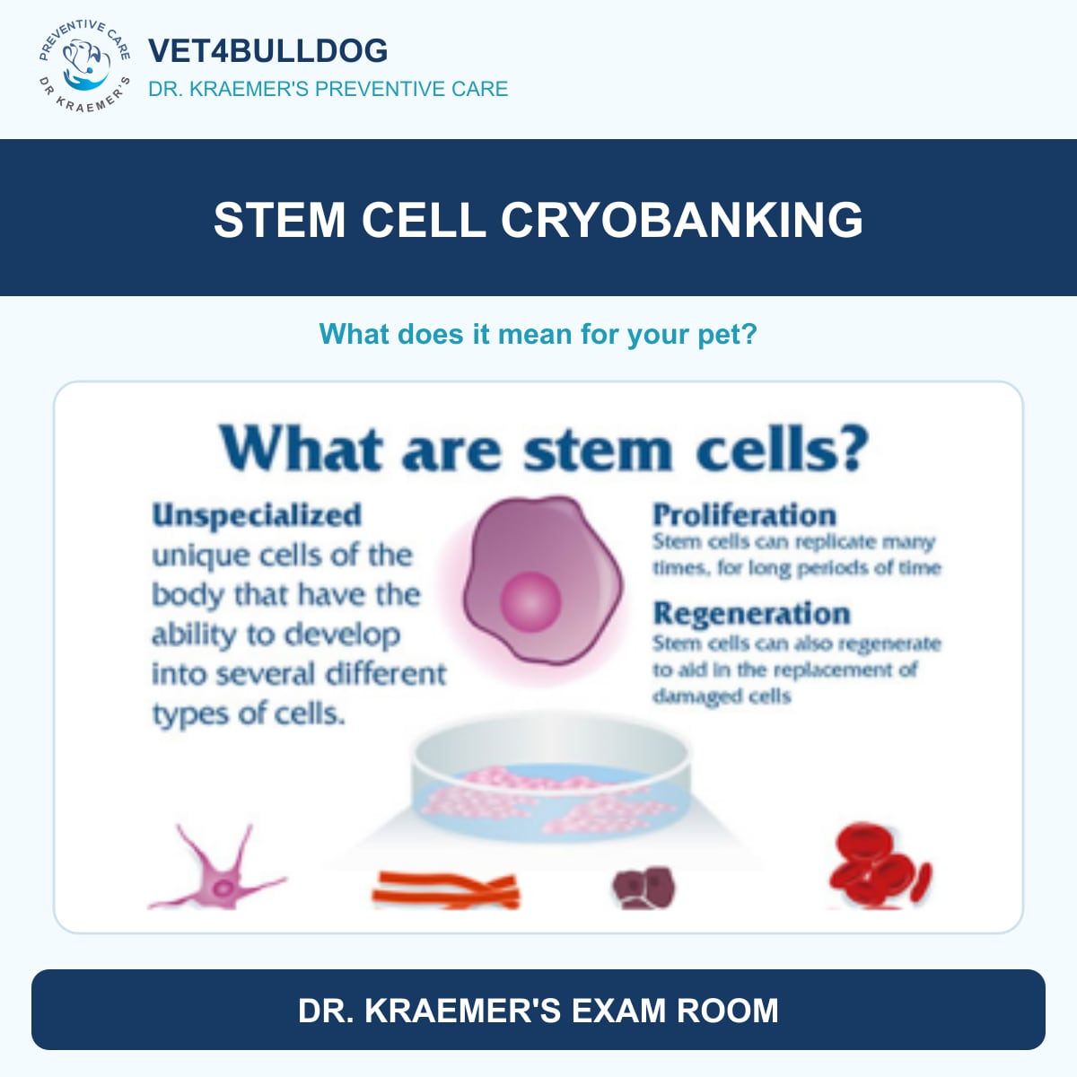 Illustration of stem cells and cell development from Dr. Kraemer’s cryobanking guide