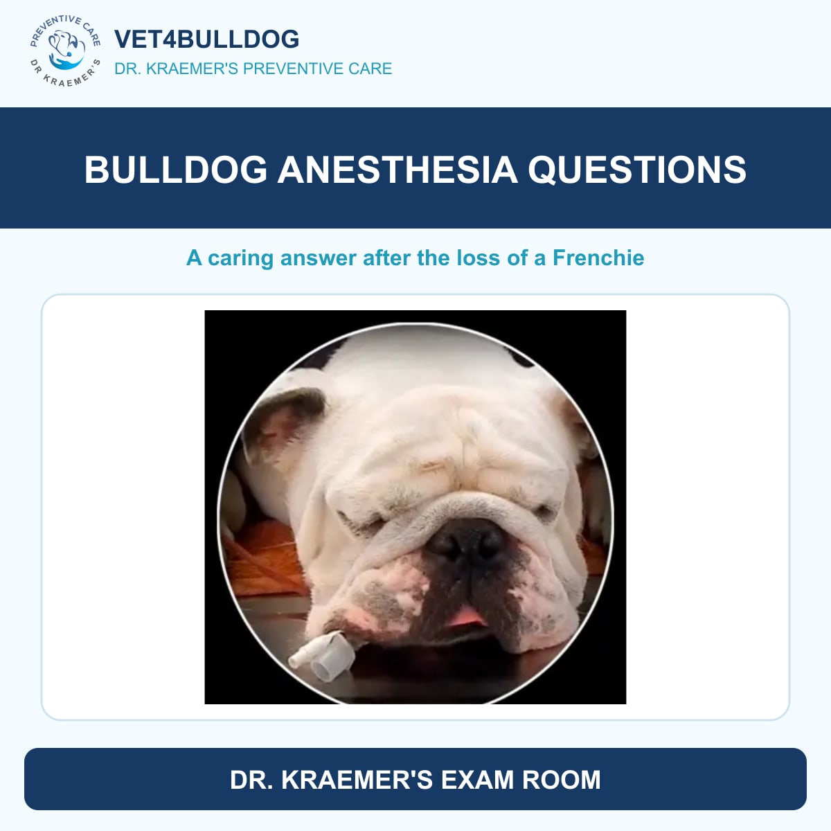 Bulldog anesthesia reference photo accompanying an ownerβs question after losing a Frenchie