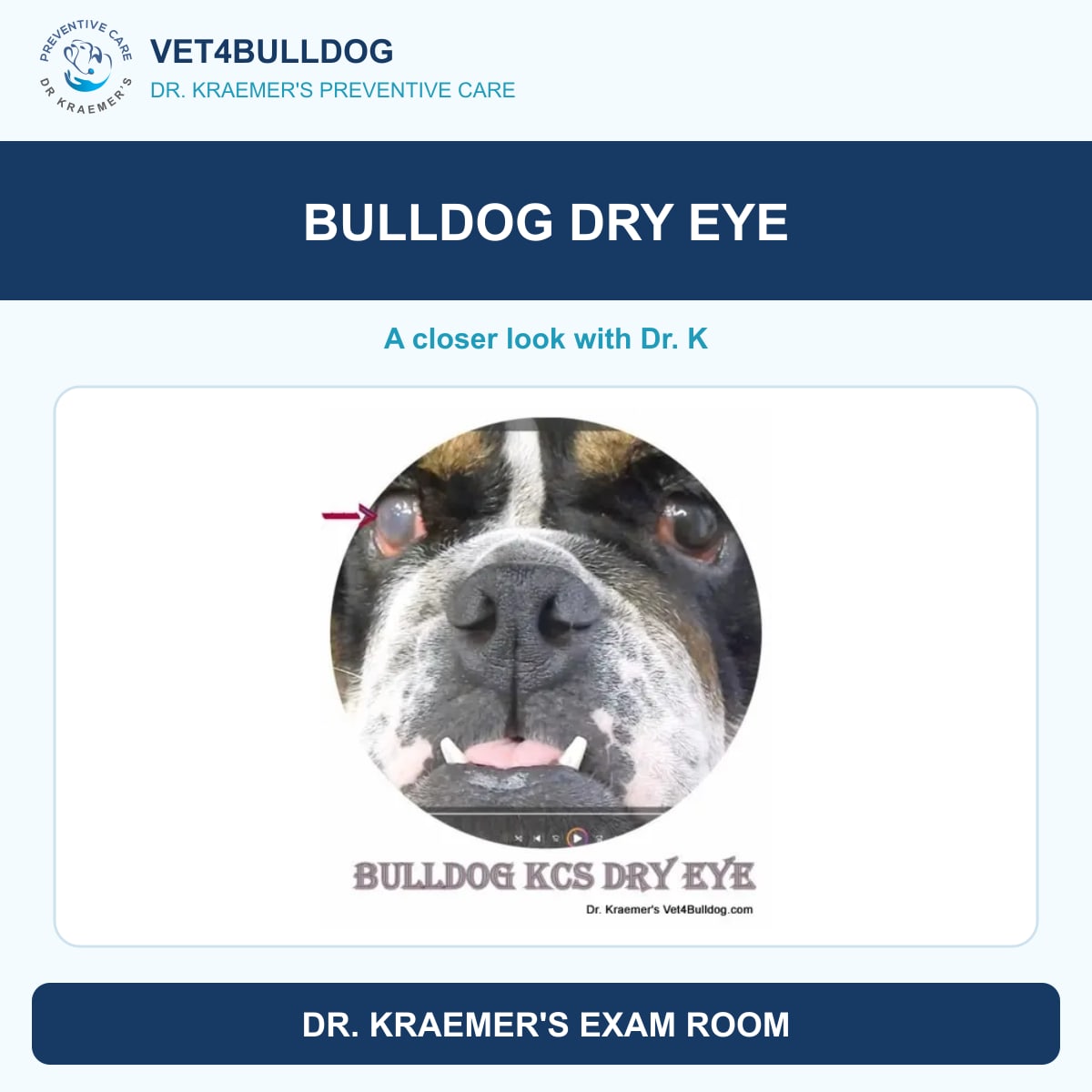 Dry eye and KCS in Bulldogs and French Bulldogs, guide by Dr. Kraemer