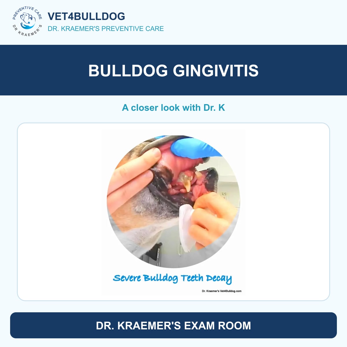 Gingivitis and gum disease in Bulldogs and French Bulldogs
