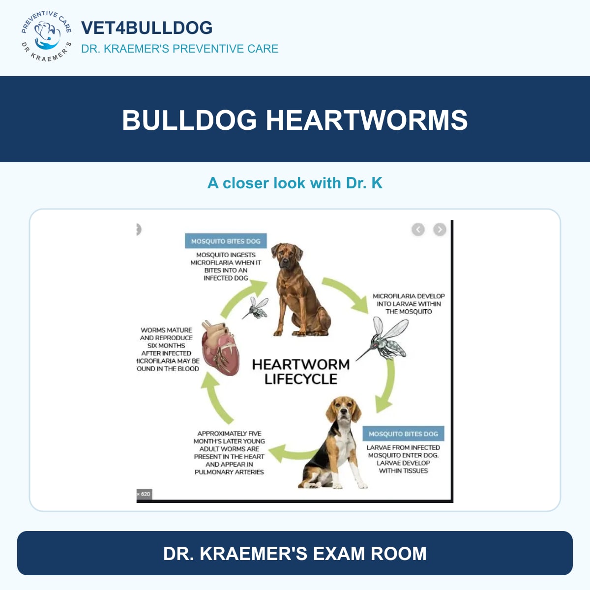 bulldog heartworms guide with original Vet4Bulldog clinical imagery